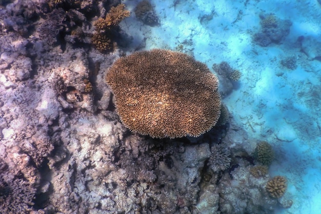 Korallentextur unter Wasser, Korallenrifftextur, Tropische Gewässer, Meereslebewesen