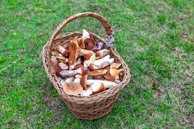 Korb gefüllt mit essbaren Pilzen