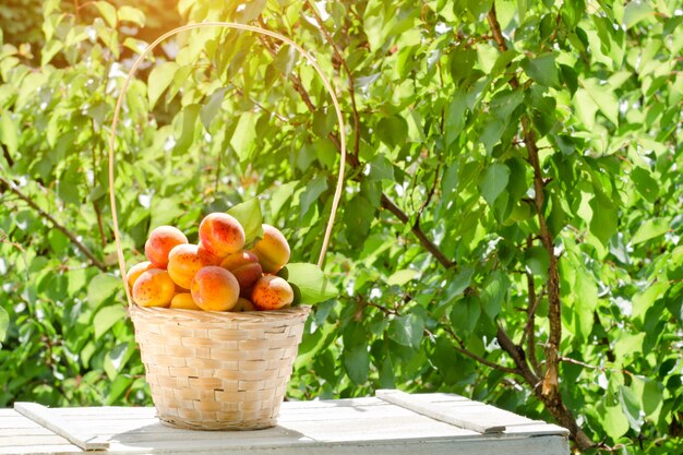 Korb mit Aprikosen im Garten auf a des Grüns, Sonnenlicht