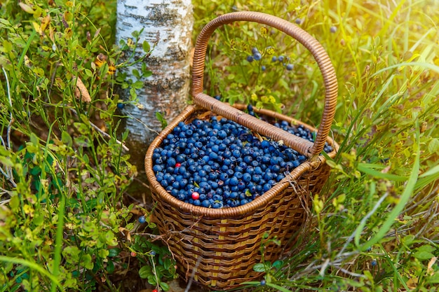 Korb mit Blaubeeren im Wald nahe dem Baum unter den Blaubeerbüschen.