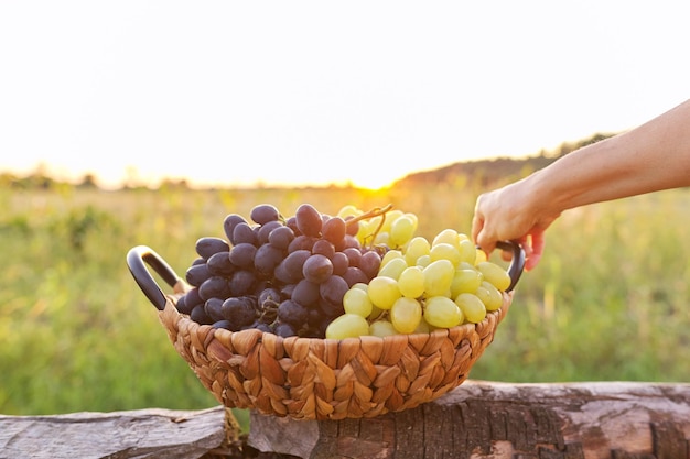 Korb mit Ernte von grünen und blauen Trauben Nahaufnahme, schöner Sonnenuntergang Naturhintergrund. Herbst, Landwirtschaft, Weinberg, Ernte, gesunde Bio-Naturkost