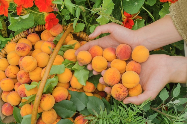 Korb mit frischen Aprikosen im Garten.