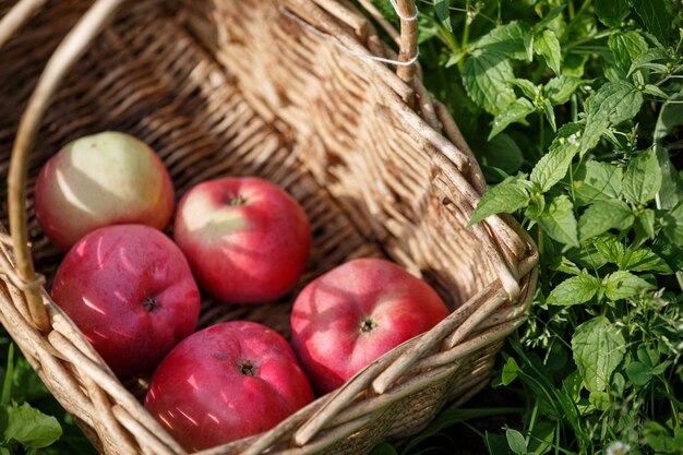 Korb mit frischen roten Bio-Äpfeln im Sommergarten