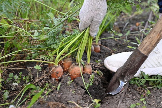 Korb mit frischer Karottenernte