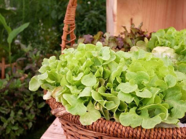 Korb mit Frischgemüse im Garten.