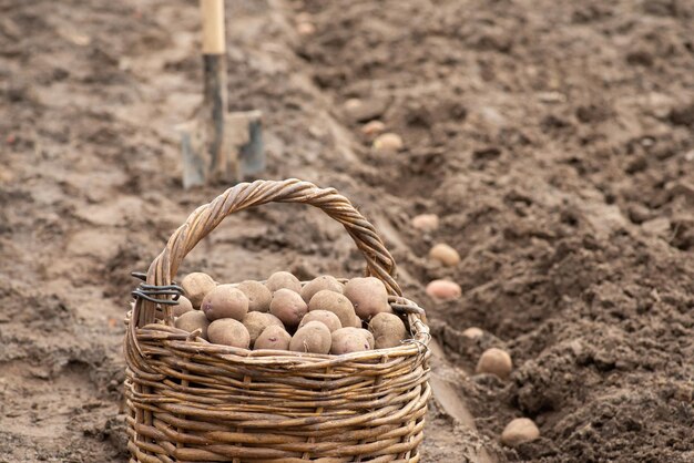 Korb mit Kartoffeln, Reihe von Löchern und Kartoffeln darin, die darauf warten, im Hintergrund mit einer Bodenschaufel bedeckt zu werden Pflanzkartoffelkonzept