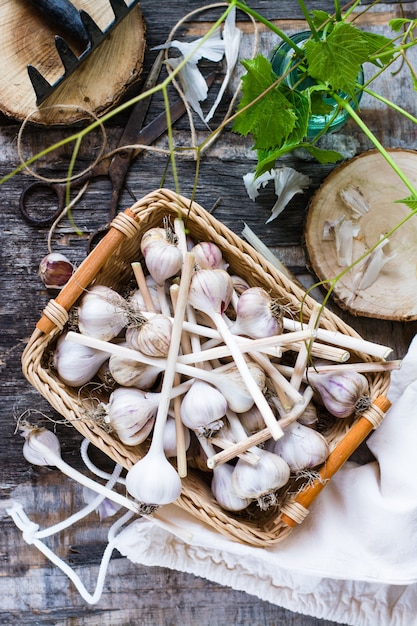 Korb mit Knoblauch auf einem Holztisch, Draufsicht