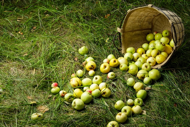 Korb mit Äpfeln