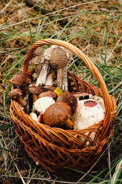 Korb mit Waldpilzsammlern, Herbst, Ernte, Pflücken, Polnisch, Regenschirm, Auster auf Grasba