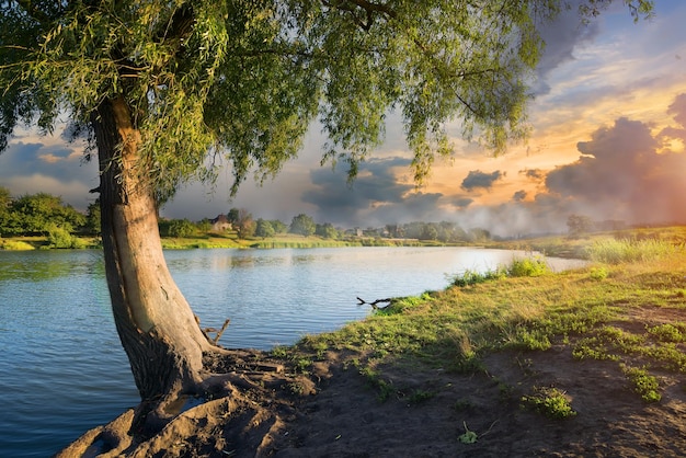 Korbweide und Nebel über ruhigem Fluss am Morgen