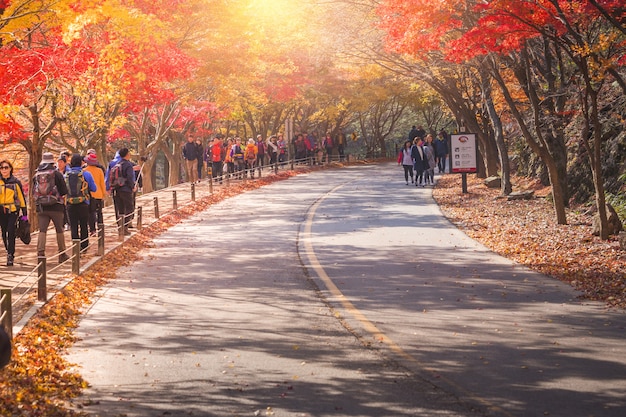 Korea im Herbst und Ahornblätter, Naejangsan Nationalpark in der Herbstsaison, Südkorea am November