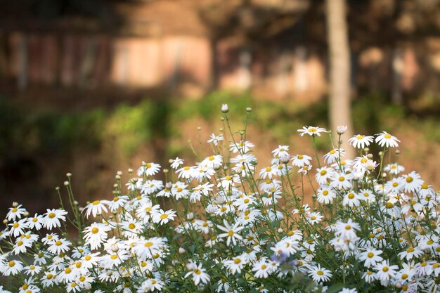 Koreanische Chrysanthemenblumen des Herbstes