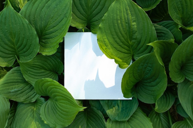 Korfu-Lilie, auch bekannt als duftende Wegerich-Lilie Weiße leere Karte auf grünen Blättern