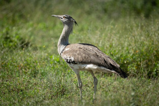 Foto kori bustard empoleirado no campo