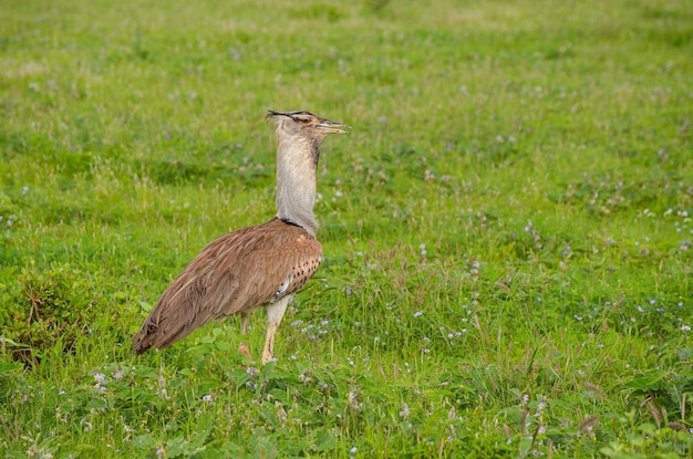 Kori bustard na savana, Quênia, África