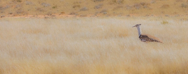 Un kori bustard en el parque transfronterizo de kgalagadi en la frontera de Namibia