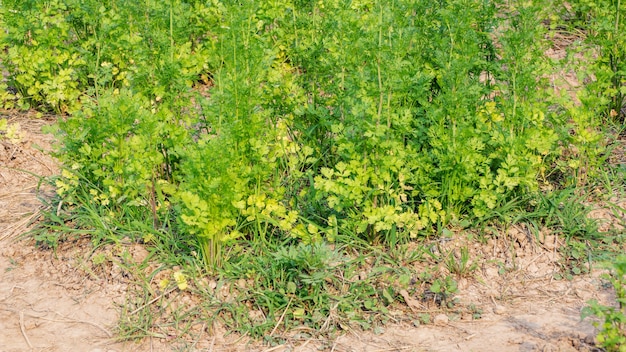 Korianderanlage im Gemüsegarten.