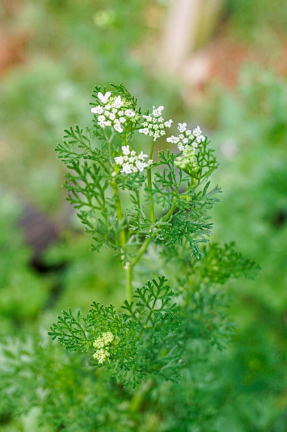 Korianderblüten auf Pflanzen im Garten