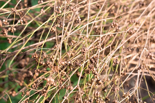 Koriandersamen auf Ästen Wachsender Koriander im Garten Aromatische Würze