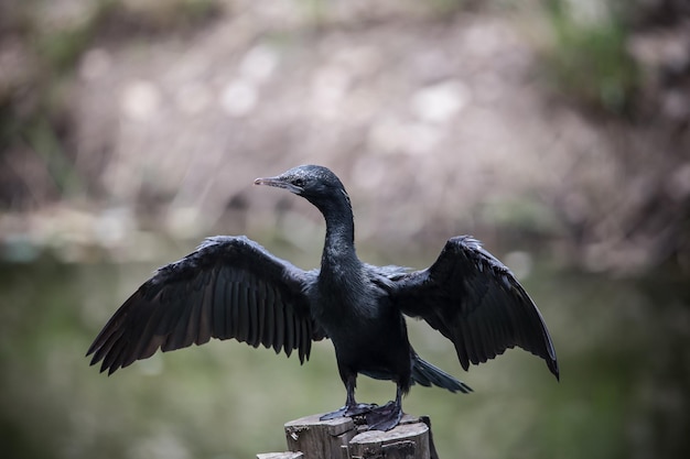 Kormoran, der auf einem Baumstumpf steht