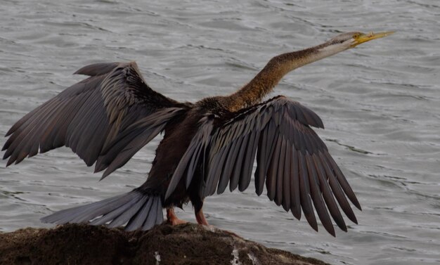 Foto kormoran ist bereit zu schlagen