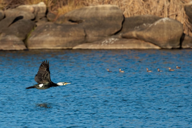 Kormoran Phalacrocorax carbo Vogel im Flug