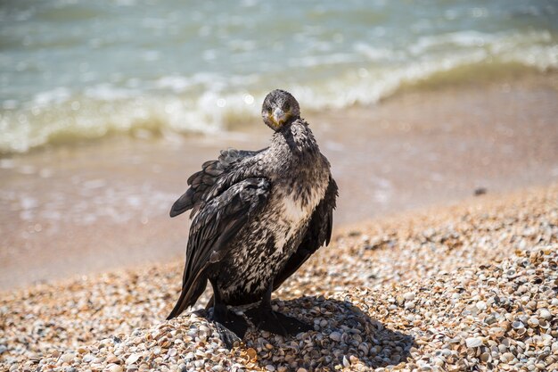 Kormoran, sitzend in Muscheln am Ufer des Asowschen Meeres.