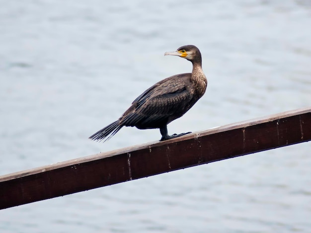 Kormoran