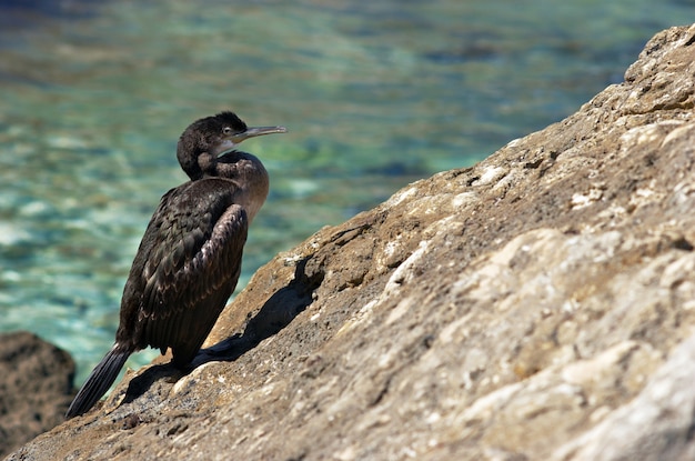 Kormoran