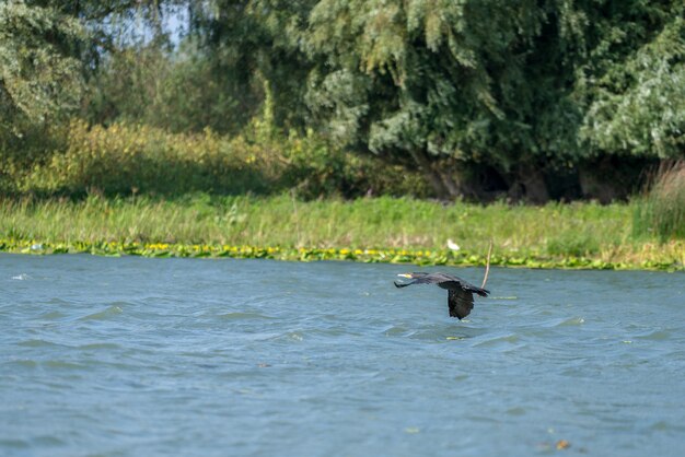 Kormoranfliegen entlang des Donaudeltas