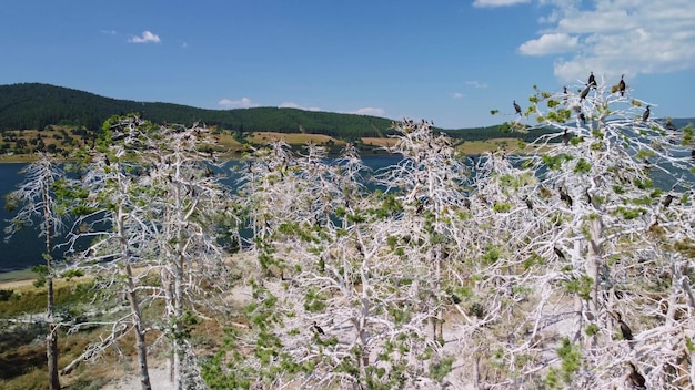 Foto kormorankolonie auf toten kiefern batak-see bulgarien