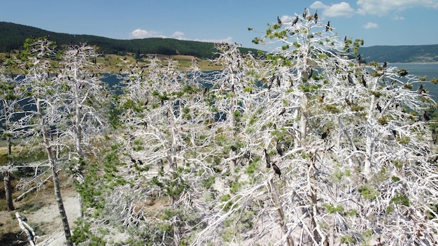 Kormorankolonie auf toten Kiefern Batak-See Bulgarien