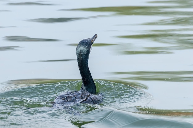 Kormoranschwimmen im See (Phalacrocorax carbo)