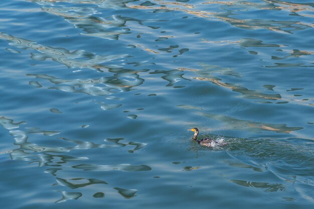 Kormoranvogel schwimmt im Meer