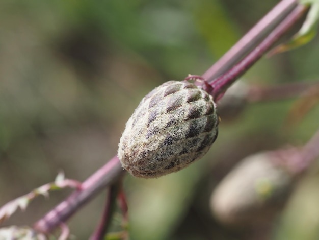 Kornblume Blütenknospe