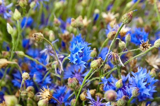 Kornblume - frische blaue wilde Blumen in der Sommerwiese