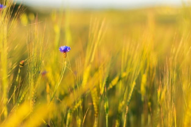 Kornblumen im Gerstenfeld