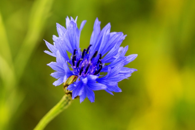 Kornblumenfeld, wilde blaue blühende Blume