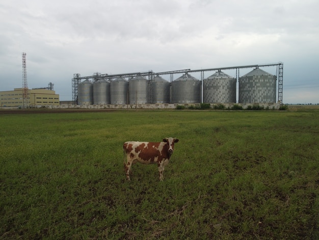 Kornelevator aus metall kornelevator im landwirtschaftlichen bereich landwirtschaft lagerung für erntegetreide