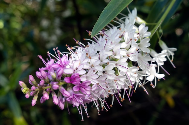 Koromiko (Hebe salicifolia (G. Forst.) Pennell) en plena floración en East Grinstead