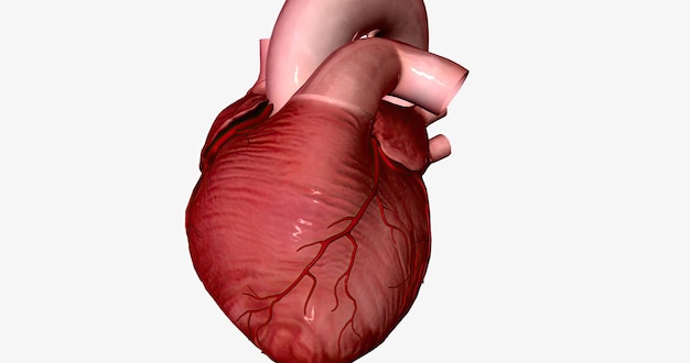Koronararterien sind Blutgefäße, die das Herz mit Blut versorgen, damit es pumpen kann