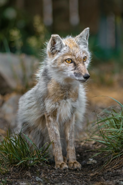 Korsischer Fuchs