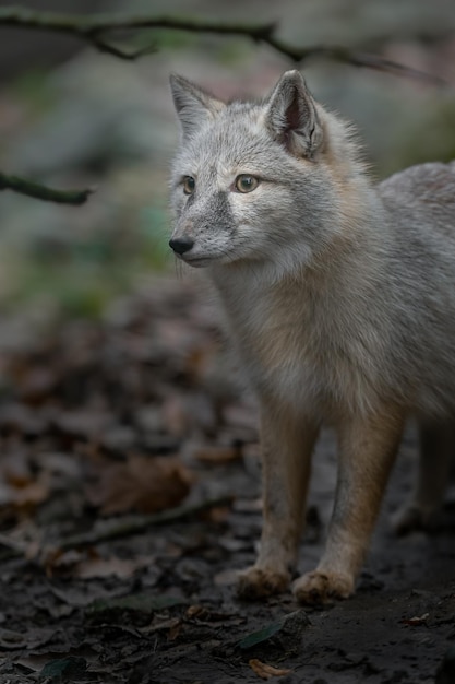 Korsischer Fuchs