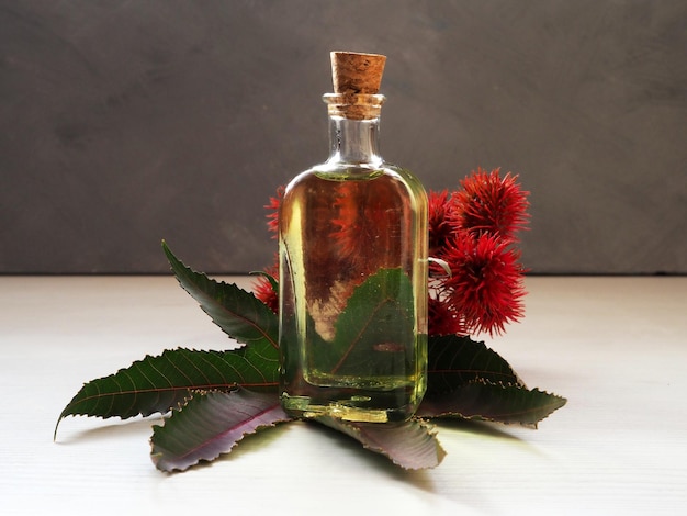 Kosmetisches Rizinusöl in einer Glasflasche, verziert mit Rizinusblättern und Früchten