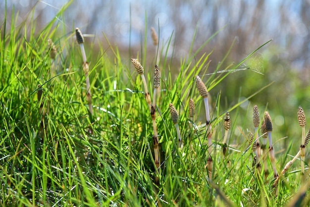 Kosmische Pflanzenschirme wachsen im grünen Gras.