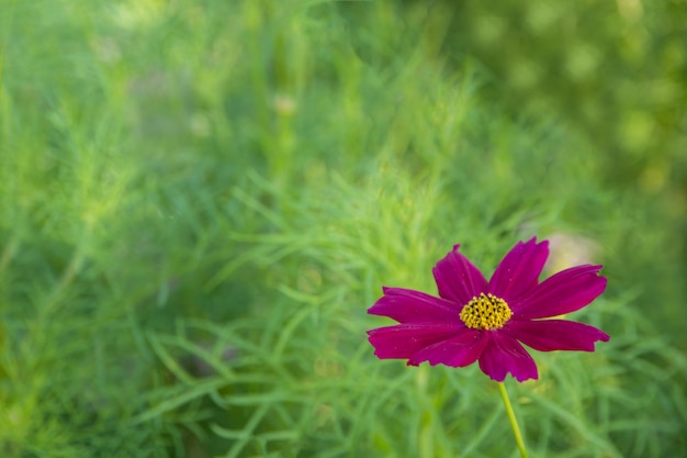 Kosmos Blume Nahaufnahme Hintergrund