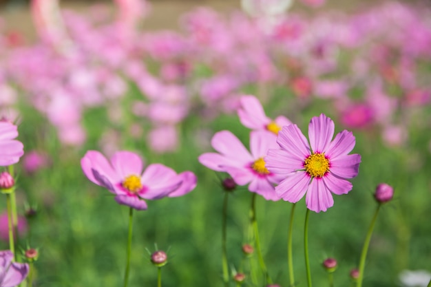 Kosmos Blume Nahaufnahme Hintergrund