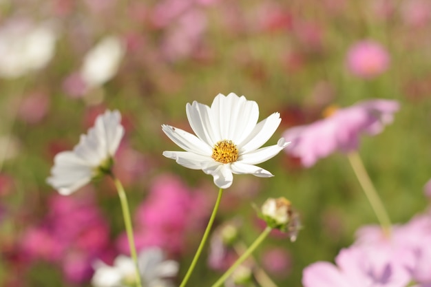 Kosmos Blumen auf Blumengarten.