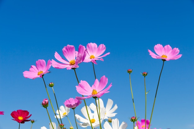 Kosmos-Blumenfeld mit blauem Himmel, blühender Frühling des Kosmos-Blumenfeldes blüht Jahreszeit
