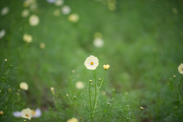 Kosmosblume archivierte Hintergrund.